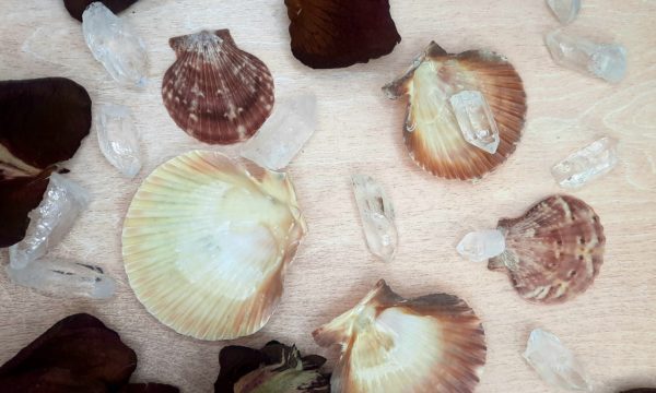 coquille saint jacques
