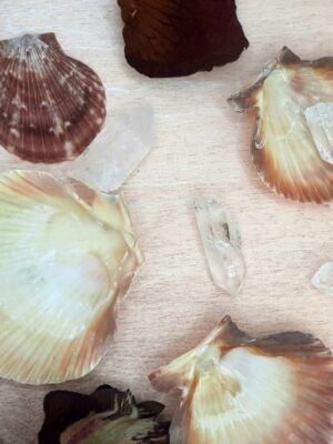 coquille saint jacques