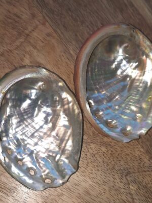 ABALONE COQUILLE PAUA PURIFICATION ET SPIRITUALITÉ - PETITE TAILLE